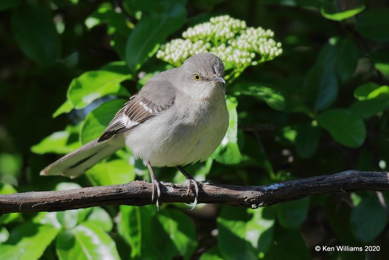 Northern Mockingbird, Rogers Co yard, OK, 4-10-20, Jpa_50171.jpg