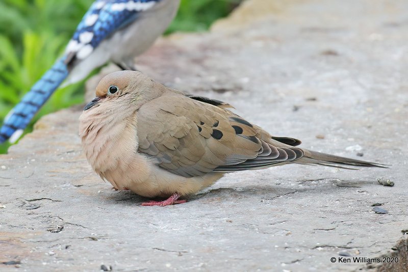 Mourning Dove, Rogers Co yard, OK, 4-19-20, Jps_51528.jpg