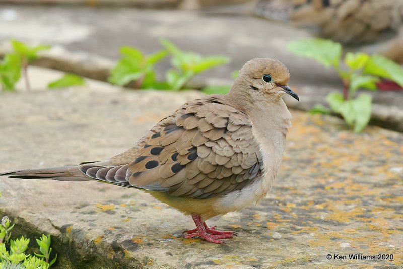 Mourning Dove, Rogers Co yard, OK, 4-19-20, Jps_51547.jpg