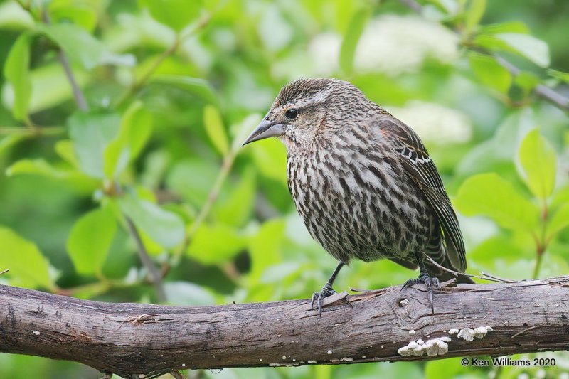 Red-winged Blackbird female, Rogers Co yard, OK, 4-13-20, Jps_50284.jpg