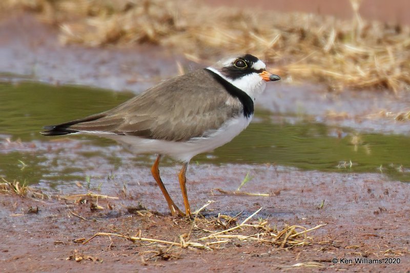 Semi-palmated Plover, Tulsa Co, OK, 4-14-20, Jps_ 50534.jpg