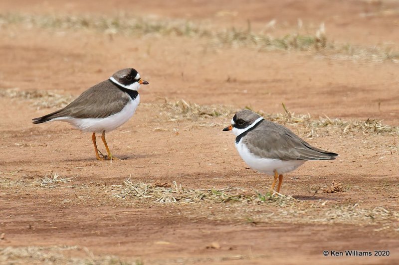 Semipalmated Plover, Tulsa Co, OK, 4-14-20, Jps_ 50579.jpg