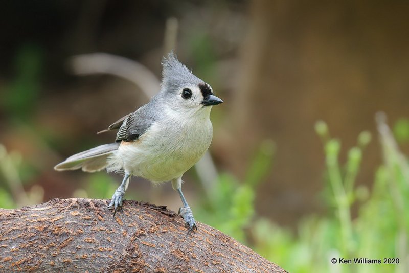 Tufted Titmouse, Rogers Co yard, OK, 4-19-20, Jps_51664.jpg