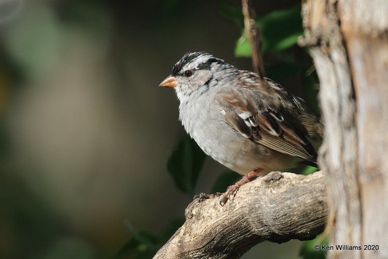 White-crowned Sparrow, Rogers Co yard, OK, 4-10-20, Jps_50166.jpg
