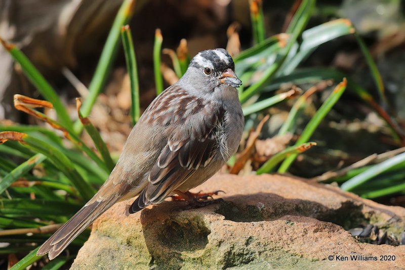 White-crowned Sparrow, Rogers Co yard, OK, 4-18-20, Jps_51413.jpg