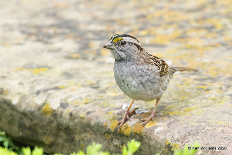 White-throated Sparrow, Rogers Co yard, OK, 4-19-20, Jpa_51509.jpg