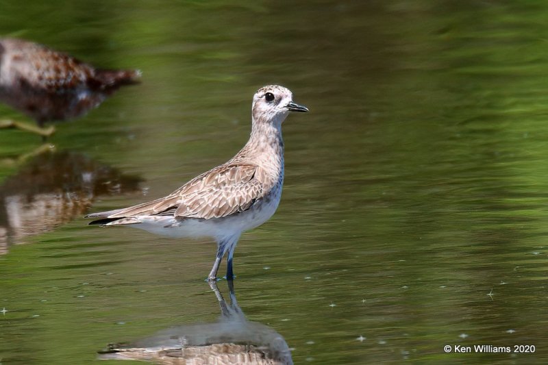 American Golden Plover, Tulsa Co, OK, 4-23-20, Jpa_52804.jpg