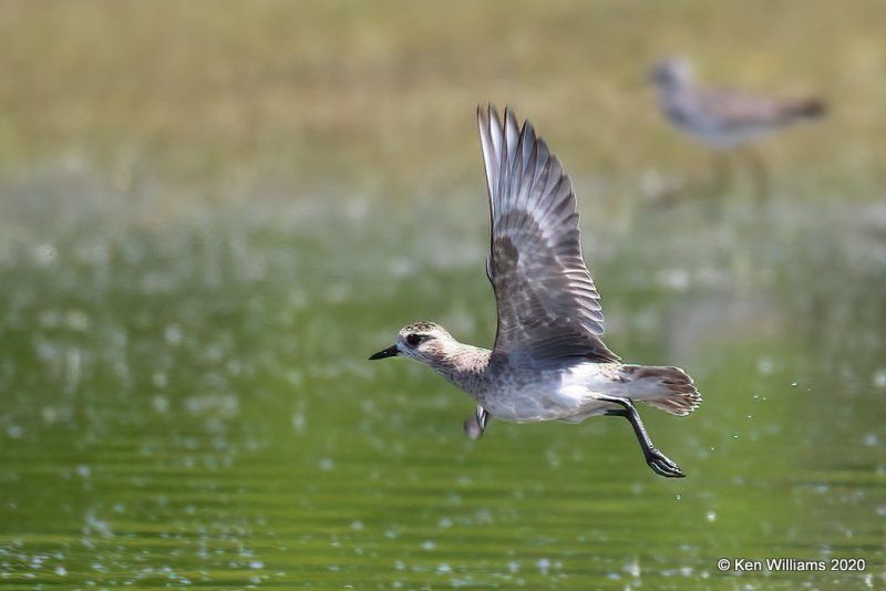 American Golden Plover, Tulsa Co, OK, 5-23-20, Jps_52674.jpg