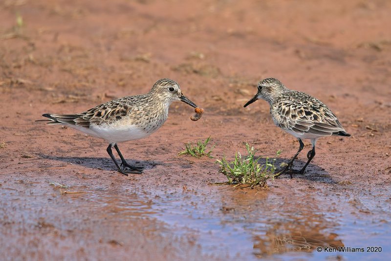 Baird's Sandpiper, Tulsa Co, OK, 5-23-20, Jpa_52606.jpg