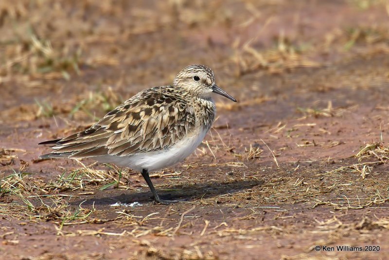 Baird's Sandpiper, Tulsa Co, OK, 5-23-20, Jps_52339.jpg