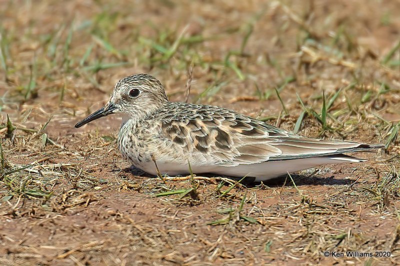 Baird's Sandpiper, Tulsa Co, OK, 5-23-20, Jps_52505.jpg