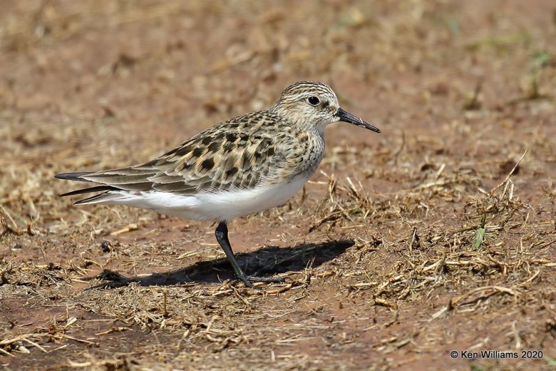 Baird's Sandpiper, Tulsa Co, OK, 5-23-20, Jps_52527.jpg