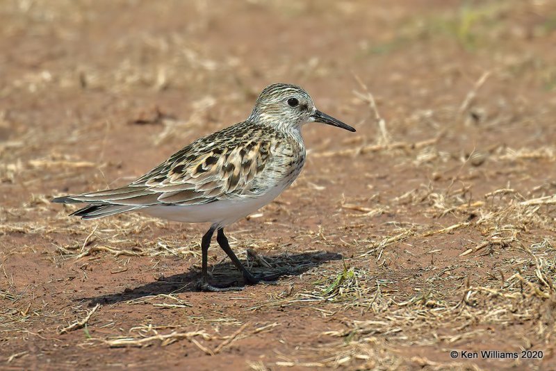 Baird's Sandpiper, Tulsa Co, OK, 5-23-20, Jps_52571.jpg