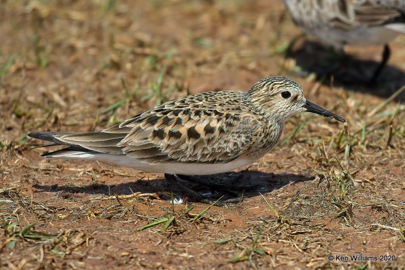 Baird's Sandpiper, Tulsa Co, OK, 5-23-20, Jps_52584.jpg