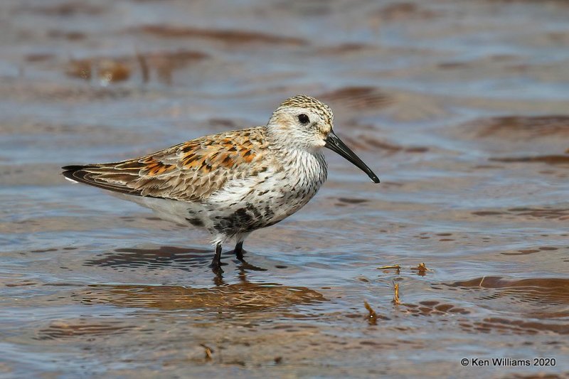 Dunlin molting into breeding plumage, Tulsa Co, OK, 5-23-20, Jpa_52076.jpg