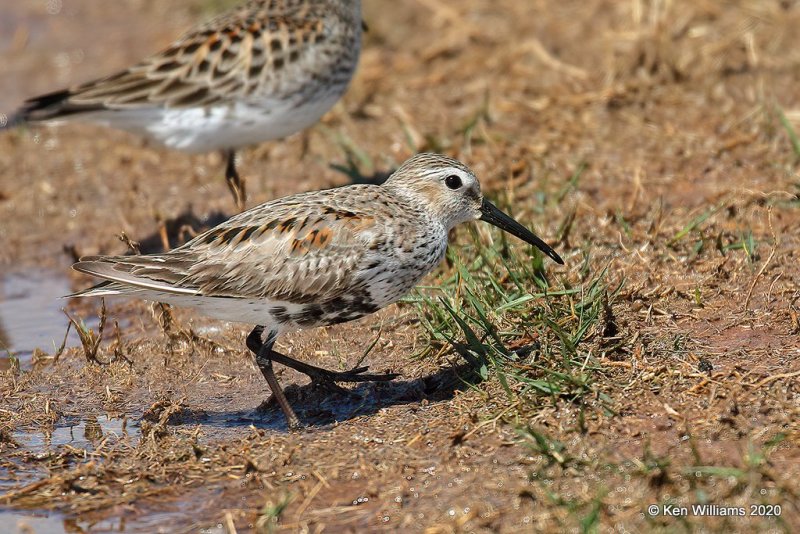 Dunlin molting into breeding plumage, Tulsa Co, OK, 5-23-20, Jpa_52462.jpg