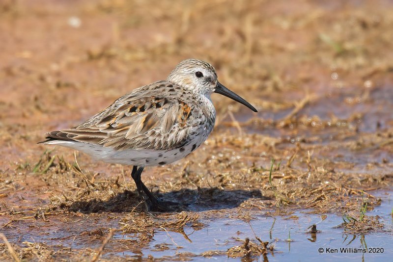 Dunlin molting into breeding plumage, Tulsa Co, OK, 5-23-20, Jps_52347.jpg