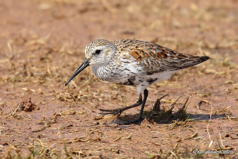 Dunlin molting into breeding plumage, Tulsa Co, OK, 5-23-20, Jps_52361.jpg