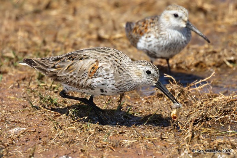 Dunlin molting into breeding plumage, Tulsa Co, OK, 5-23-20, Jps_52435.jpg