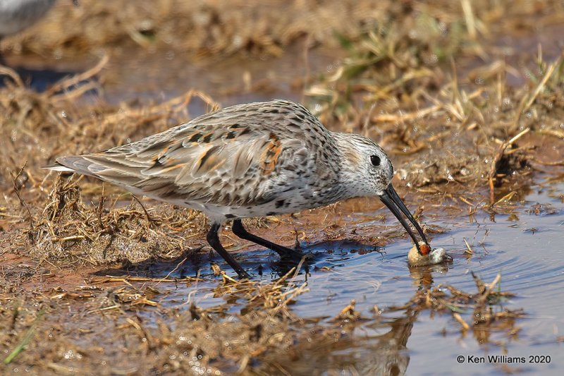 Dunlin molting into breeding plumage, Tulsa Co, OK, 5-23-20, Jps_52441.jpg