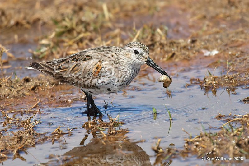 Dunlin molting into breeding plumage, Tulsa Co, OK, 5-23-20, Jps_52448.jpg