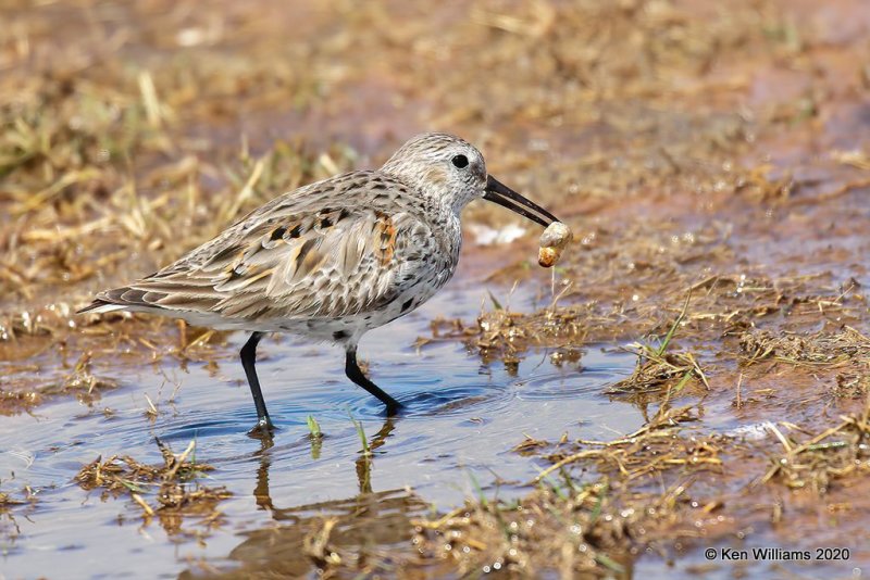 Dunlin molting into breeding plumage, Tulsa Co, OK, 5-23-20, Jps_52449.jpg