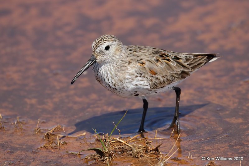 Dunlin molting into breeding plumage, Tulsa Co, OK, 5-23-20, Jps_52628.jpg