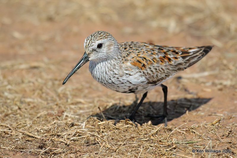 Dunlin molting into breeding plumage, Tulsa Co, OK, 5-23-20, Jps_52644.jpg