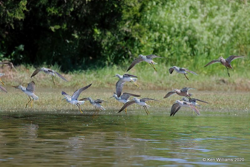 Lesser Yellowlegs, Tulsa Co, OK, 5-23-20, Jps_52701.jpg