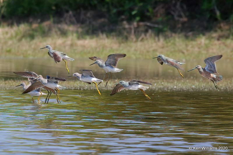 Lesser Yellowlegs, Tulsa Co, OK, 5-23-20, Jps_52702.jpg