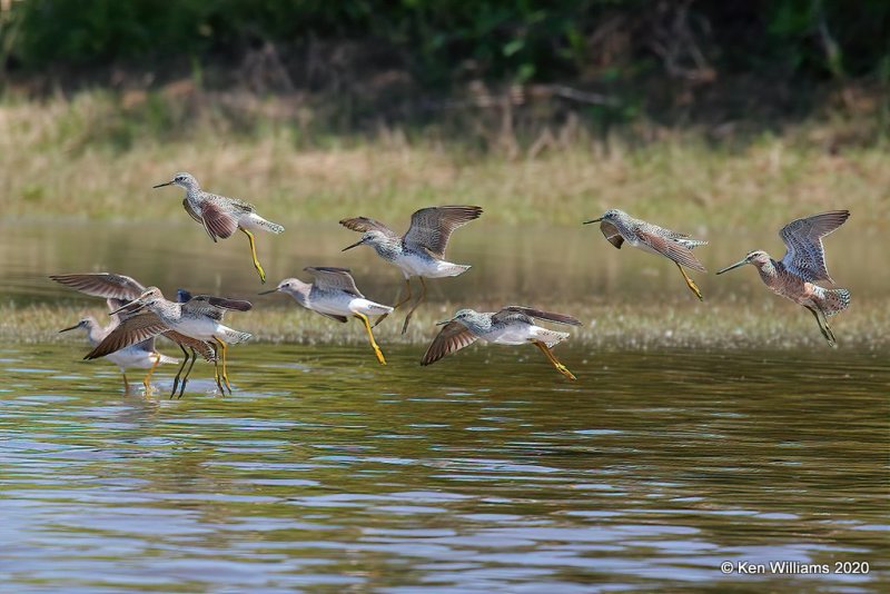 Lesser Yellowlegs, Tulsa Co, OK, 5-23-20, Jps_52702.jpg