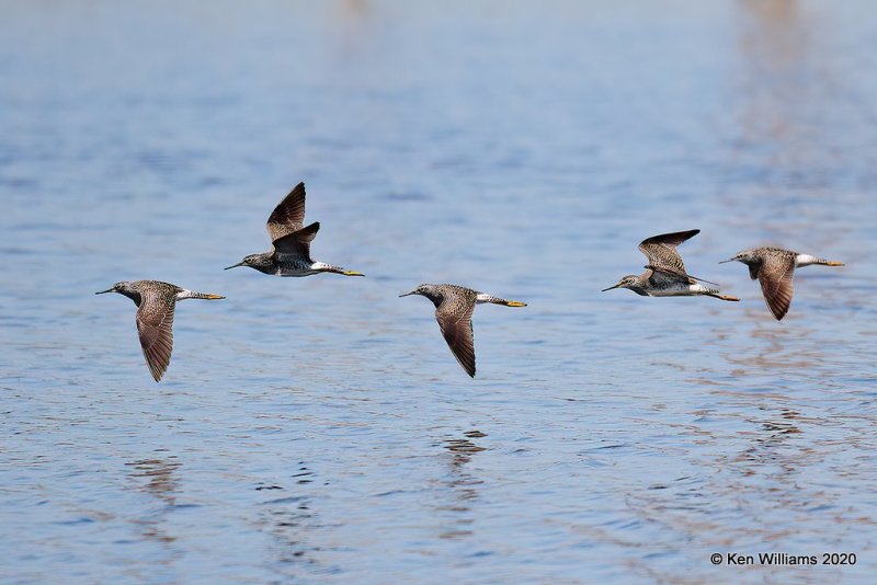 Lesser Yellowlegs, Tulsa Co, OK, 5-23-20, Jps_52783.jpg