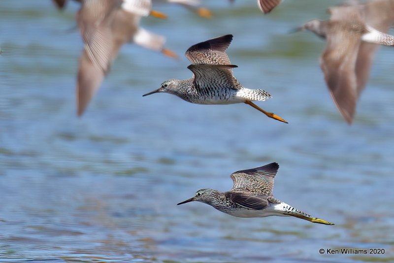 Lesser Yellowlegs, Tulsa Co, OK, 5-23-20, Jps_52857.jpg