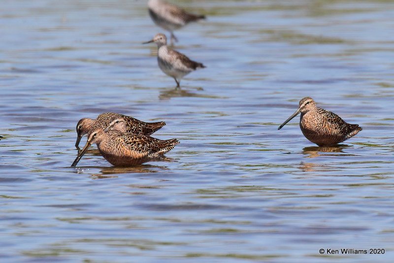 Long-billed Dowitchers, Tulsa Co, OK, 5-23-20, Jpn_52851.jpg