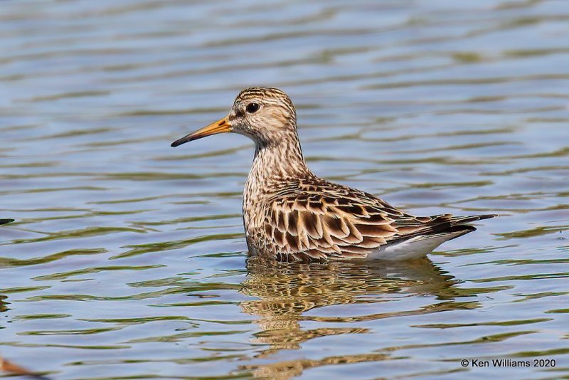 Pectoral Sandpiper, Tulsa Co, OK, 5-23-20, Jps_52742.jpg