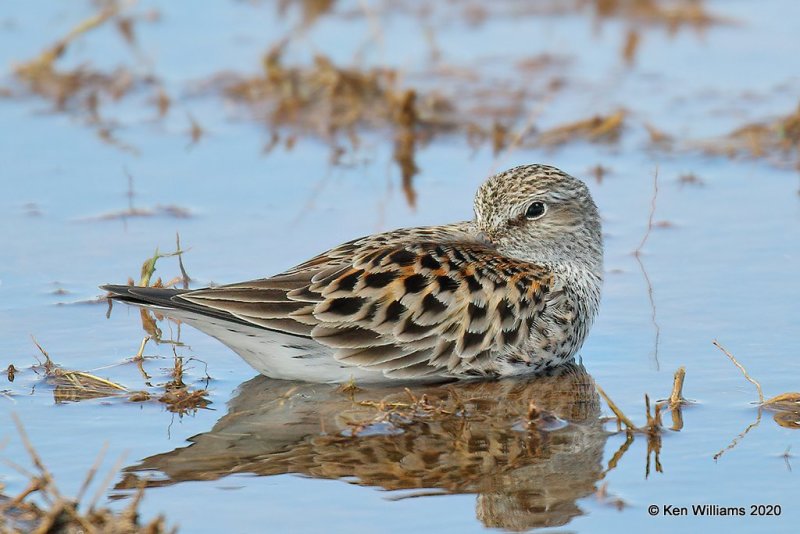 White-rumped Sandpiper, Tulsa Co, OK, 5-23-20, Jpa_52331.jpg