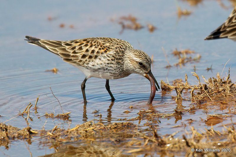 White-rumped Sandpiper, Tulsa Co, OK, 5-23-20, Jpa_52389.jpg