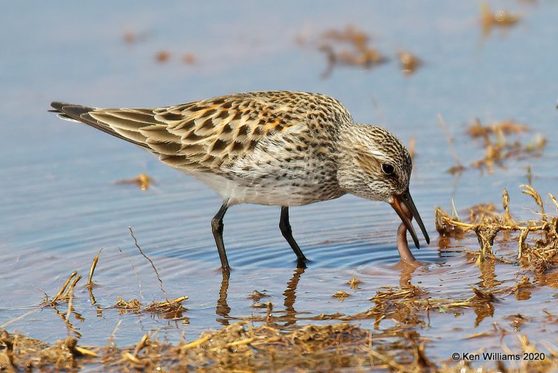 White-rumped Sandpiper, Tulsa Co, OK, 5-23-20, Jpa_52391.jpg