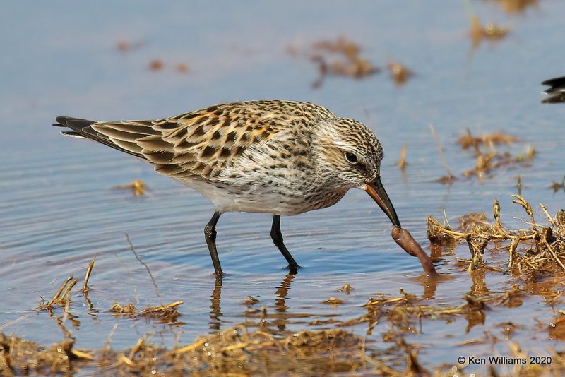 White-rumped Sandpiper, Tulsa Co, OK, 5-23-20, Jpa_52397.jpg