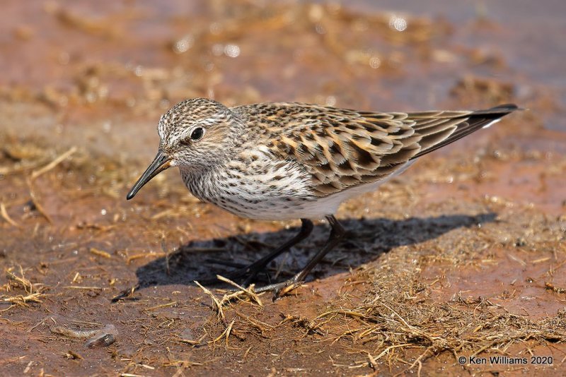 White-rumped Sandpiper, Tulsa Co, OK, 5-23-20, Jpa_52618.jpg