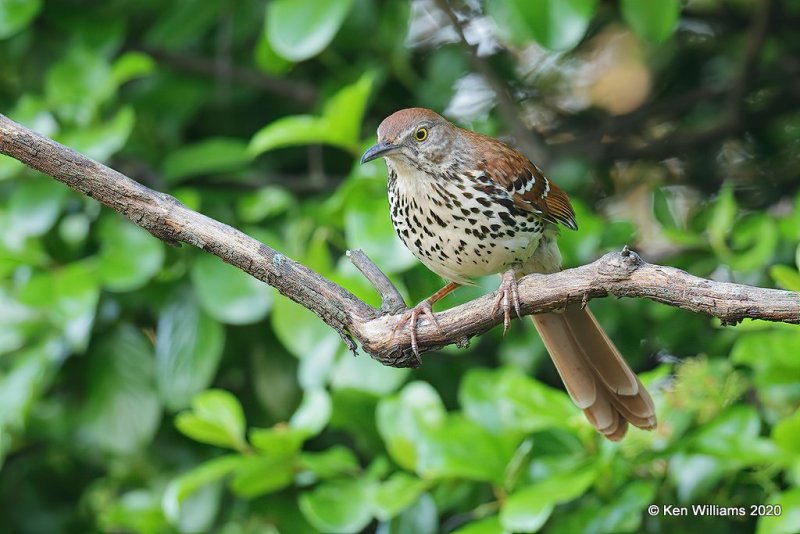 Brown Thrasher, Rogers Co yard, OK, 4-26-20, Jps_53067.jpg