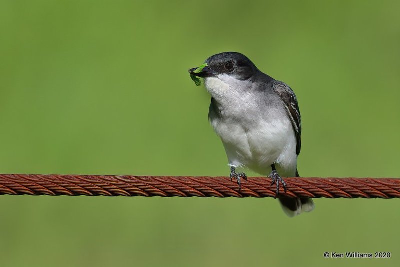 Eastern Kingbird, Tulsa Co, OK, 5-1-20, Jps_53469.jpg