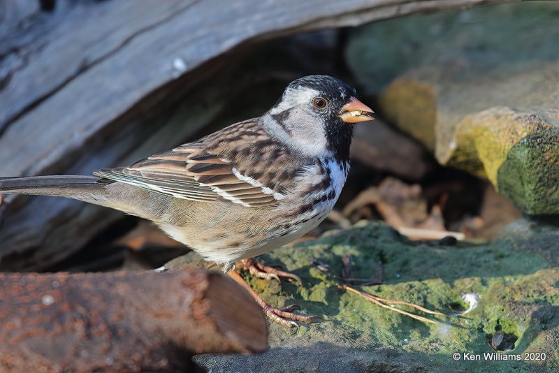 Harris's Sparrow, Rogers Co yard, OK, 4-20-20, Jps_51765.jpg