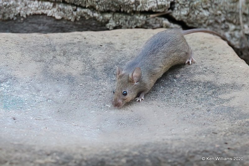 House Mouse, Rogers Co yard, OK, 4-26-20, Jps_53034.jpg