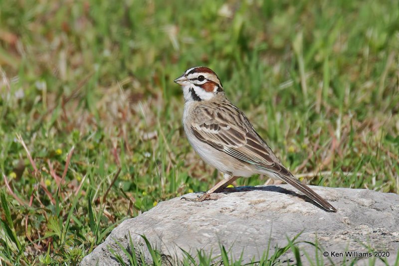 Lark Sparrow, Tulsa Co, OK, 5-1-20, Jps_53491.jpg