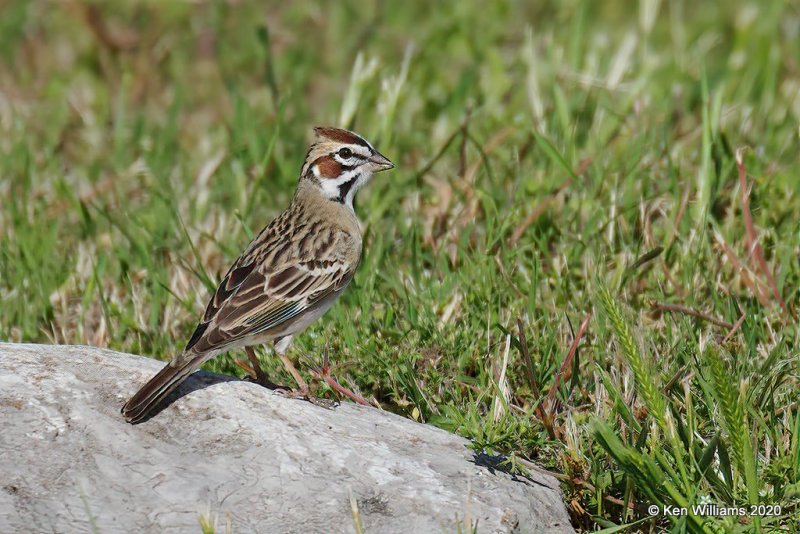 Lark Sparrow, Tulsa Co, OK, 5-1-20, Jps_53500.jpg