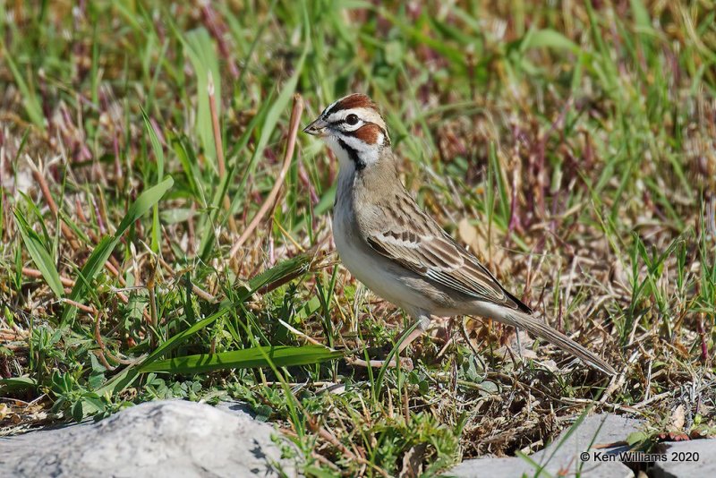 Lark Sparrow, Tulsa Co, OK, 5-1-20, Jps_53508.jpg