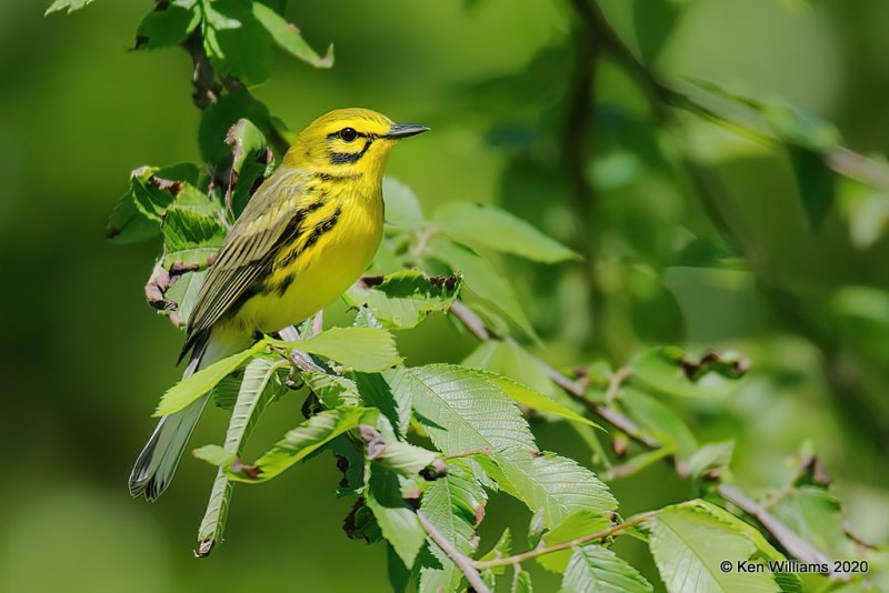 Prairie Warbler male, Cherokee Co, OK, 4-30-20, Jps_53323.jpg