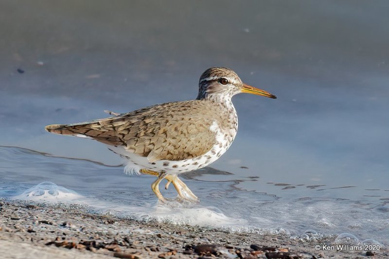 Spotted Sandpiper, Tulsa Co, OK, 4-25-20, Jps_52918.jpg