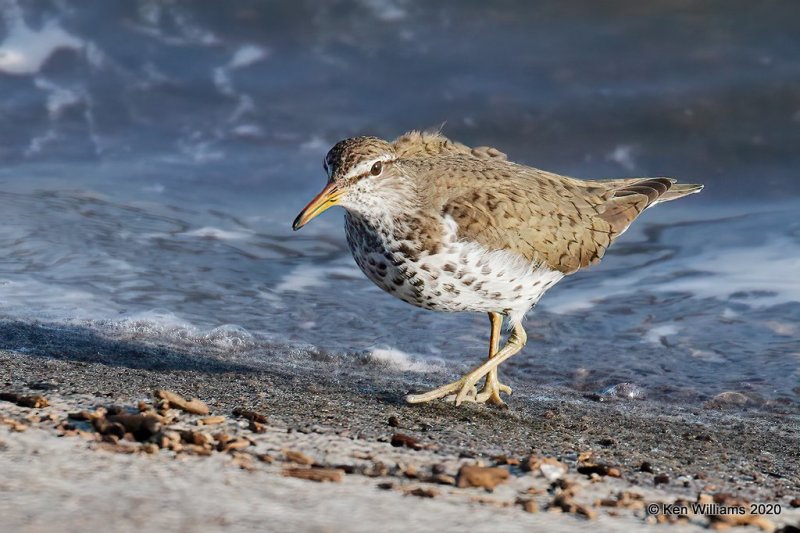 Spotted Sandpiper, Tulsa Co, OK, 4-25-20, Jps_52933.jpg